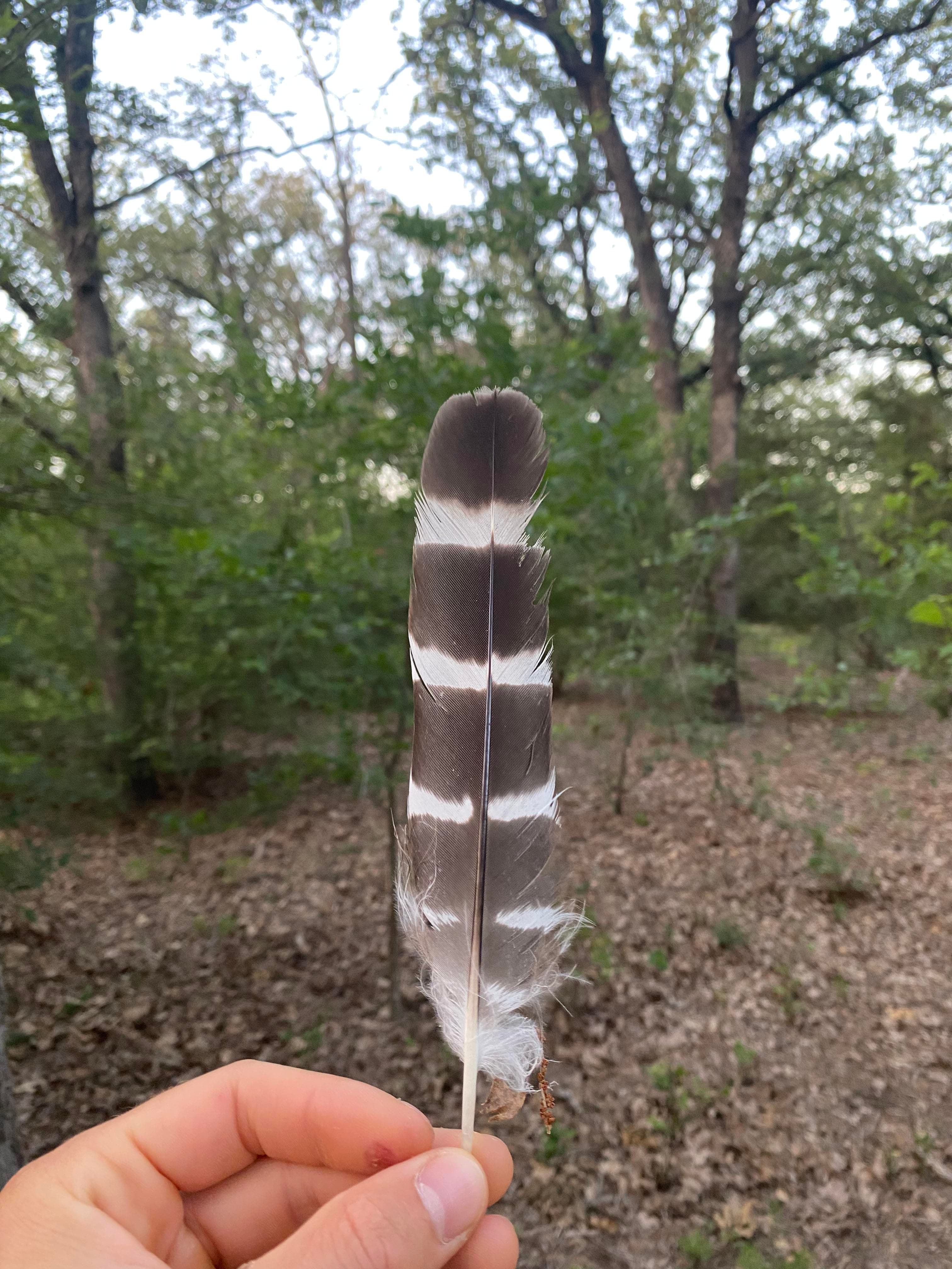 A hand holding a striped feather up against the forest