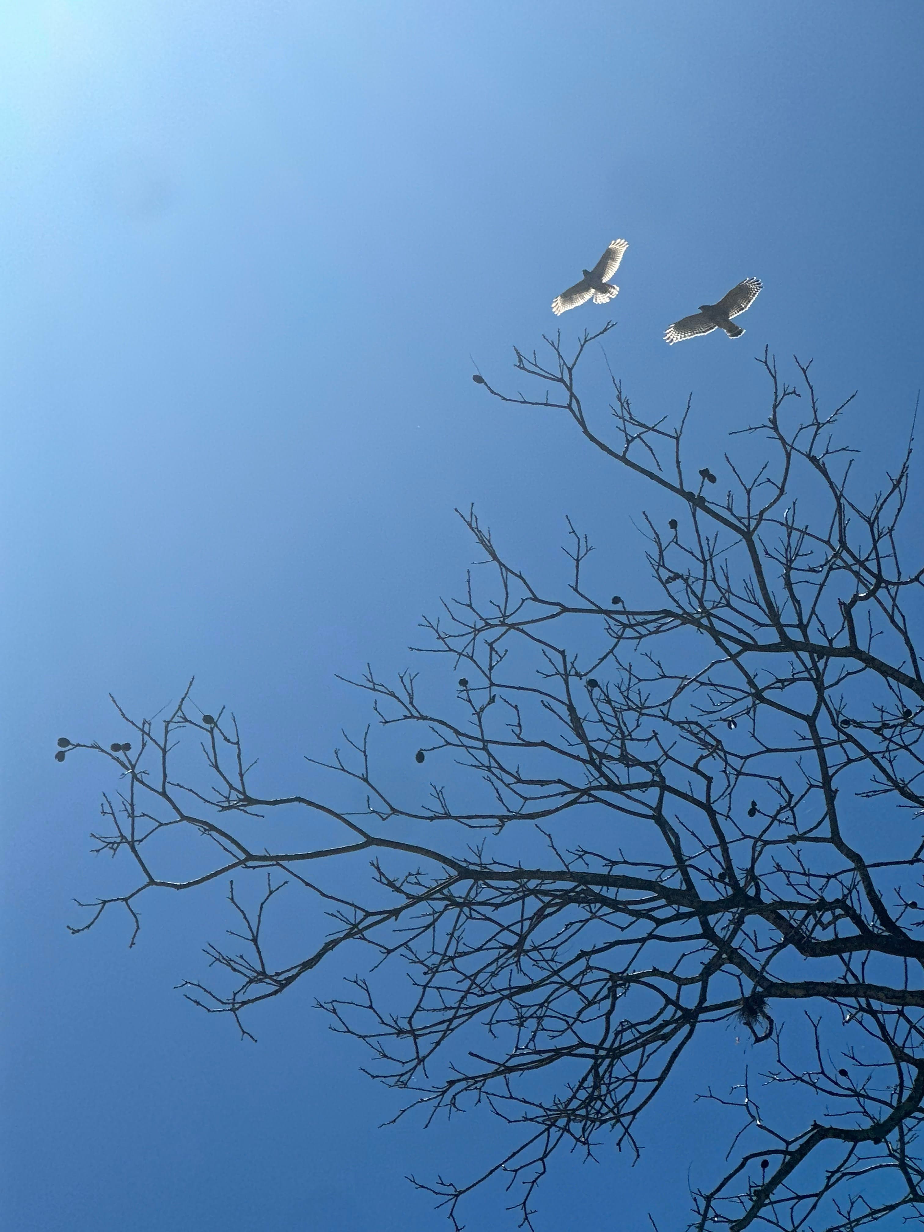 Two hawks circling above a bare winter tree against a blue sky