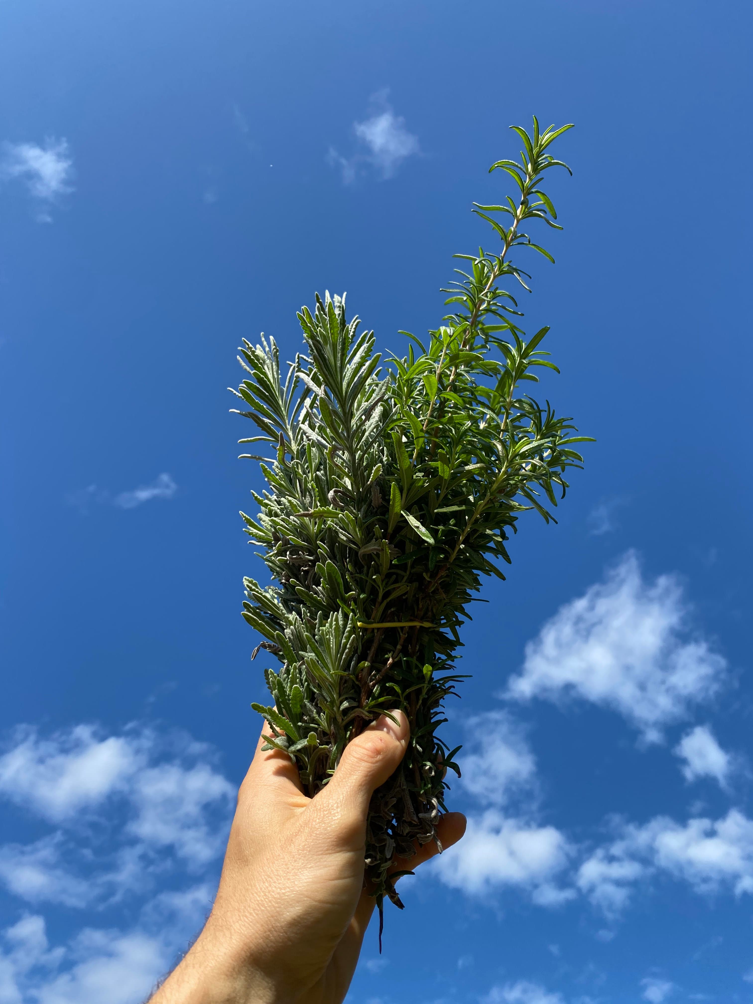 A hand holding a freshly cut bundle of rosemary against the sky