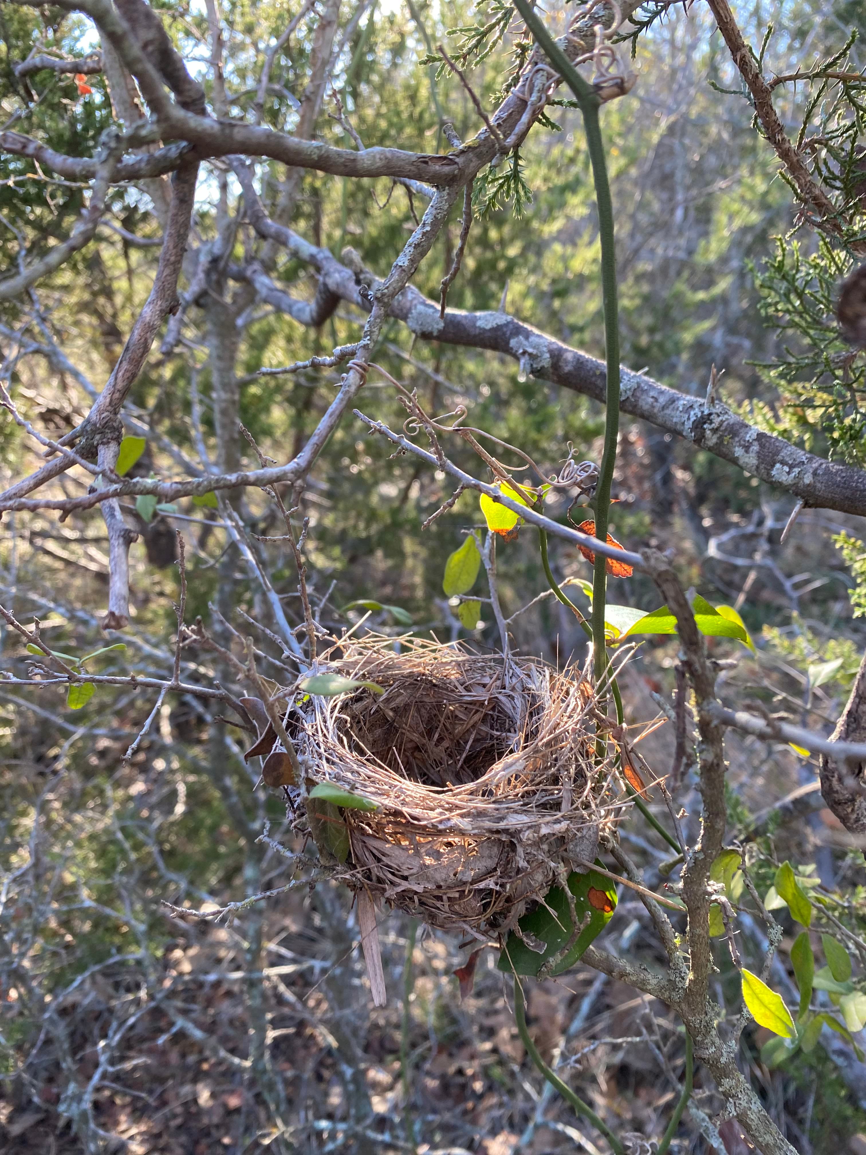 An empty bird's nest resting in bare branches