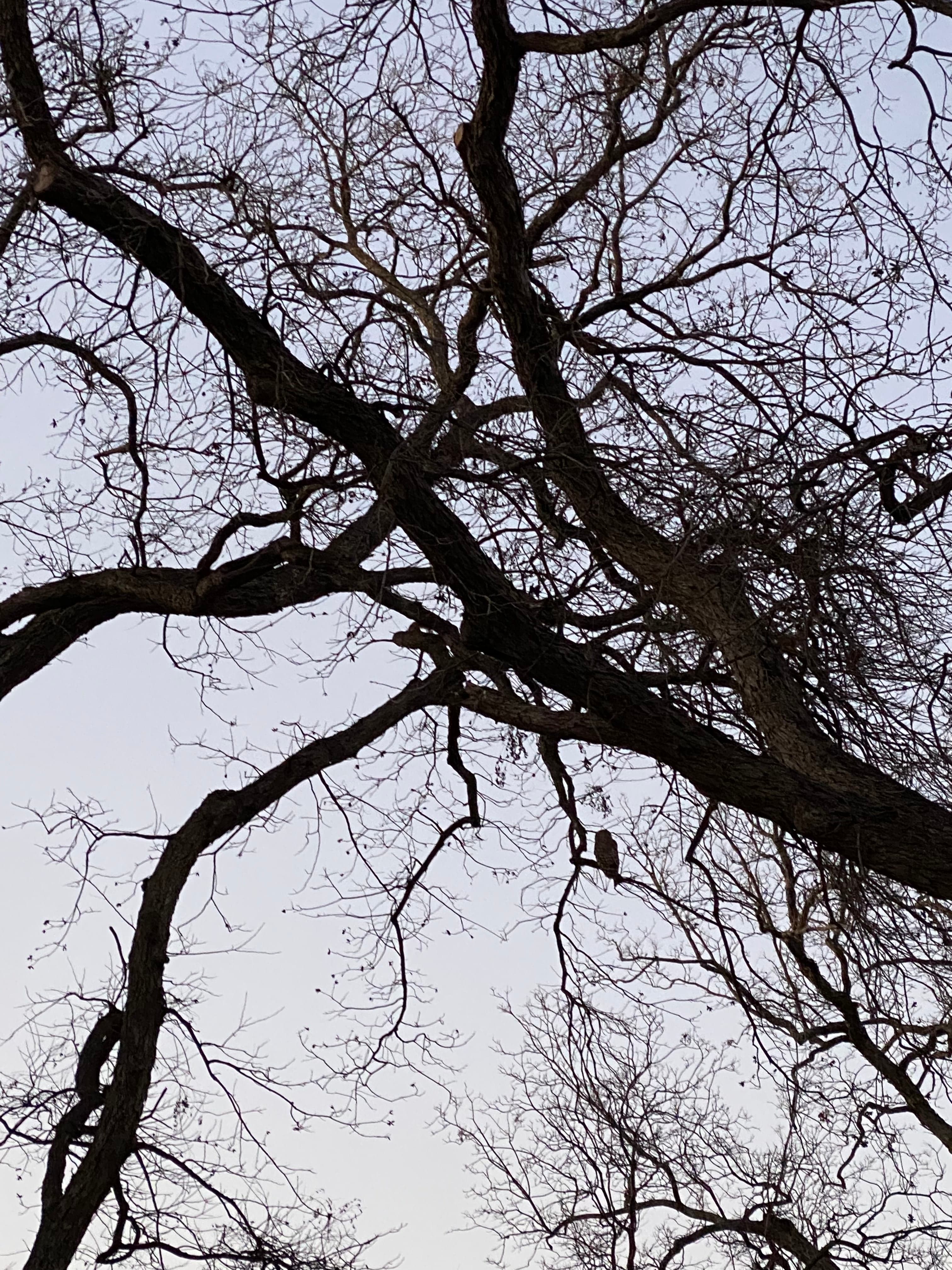 An owl perched in the crossing branches of a bare winter tree