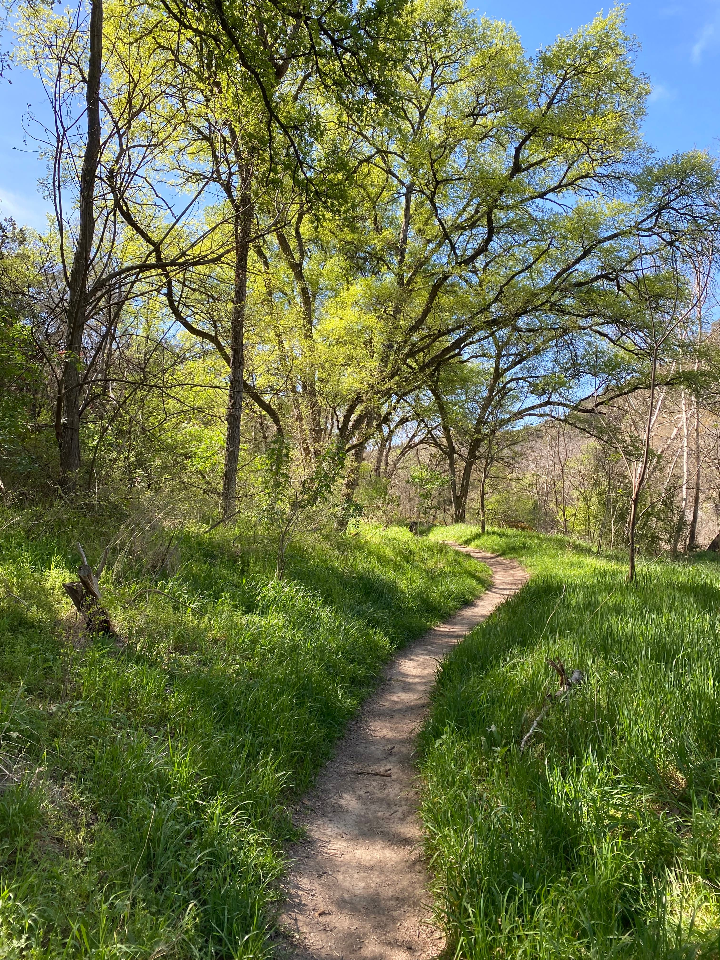 A dirt trail curving through green Hill Country brush in spring light