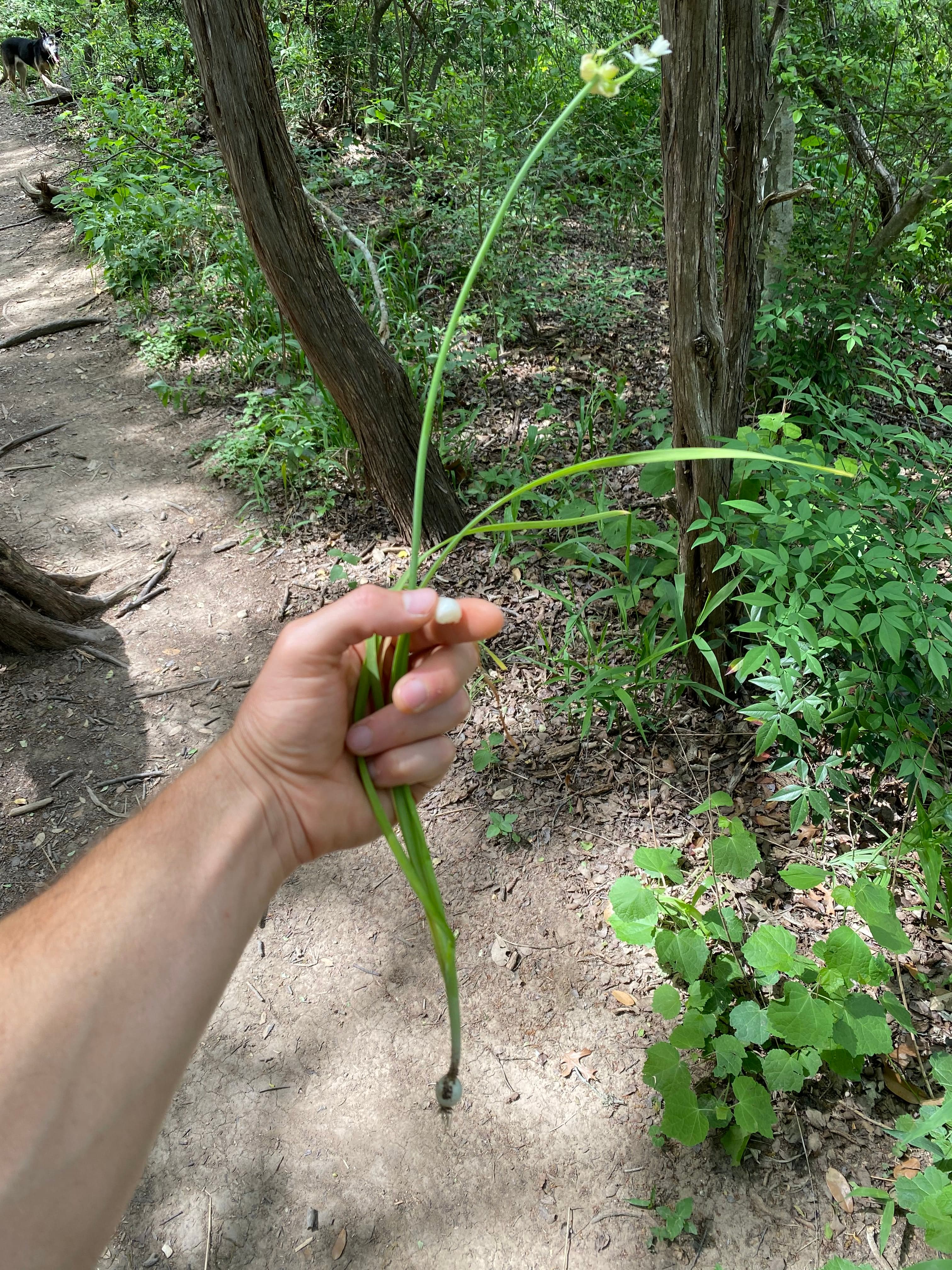 A hand holding wild onion pulled from the trailside